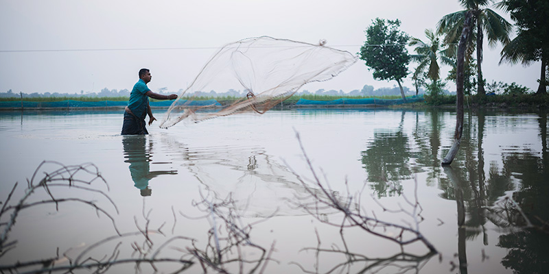 Shimul vist naar garnalen in Bangladesh.